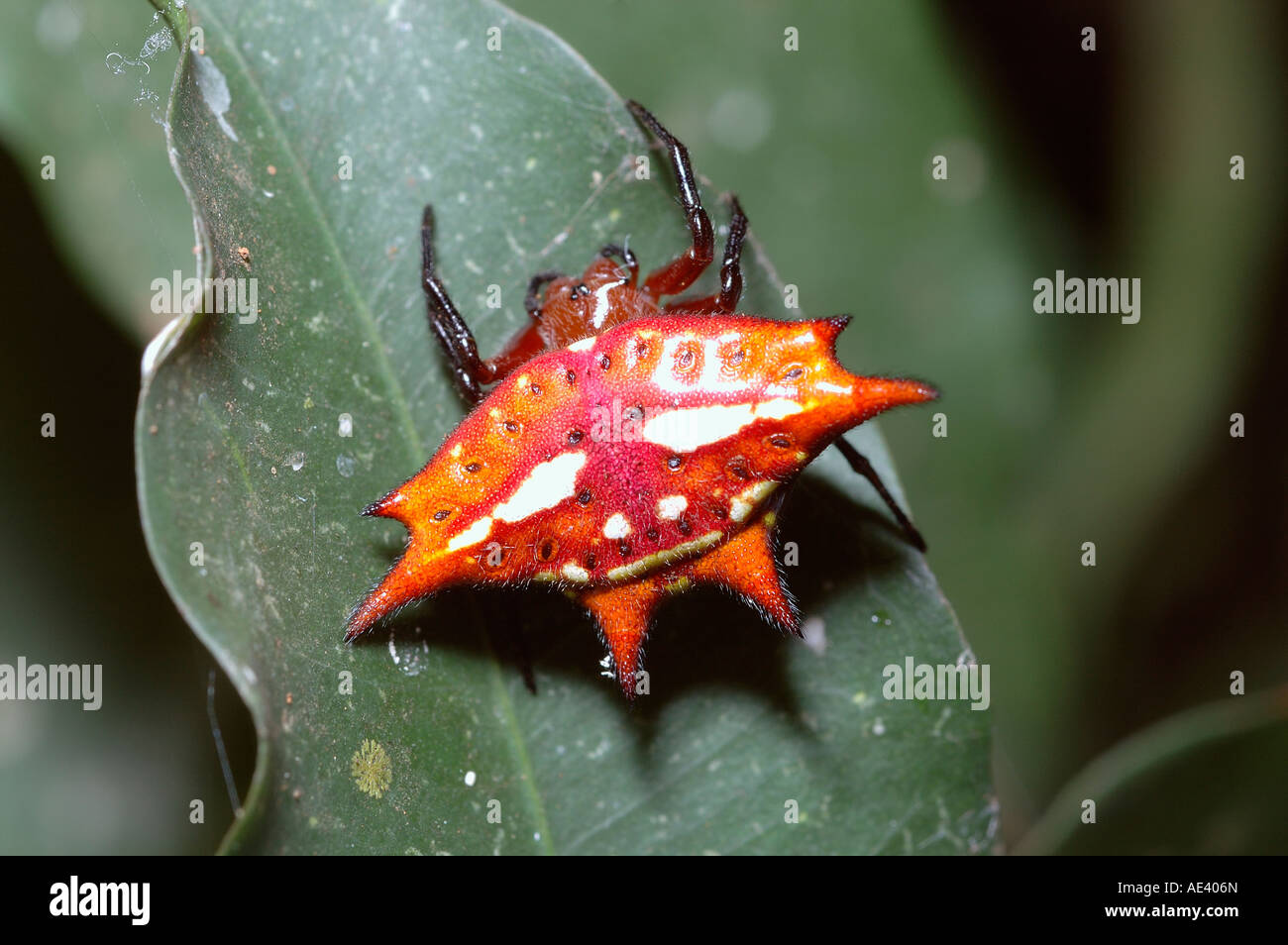 Scarlet Spider kite Gasteracantha sanguinolenta Araneidae femelle dans les forêts tropicales de l'Ouganda Banque D'Images
