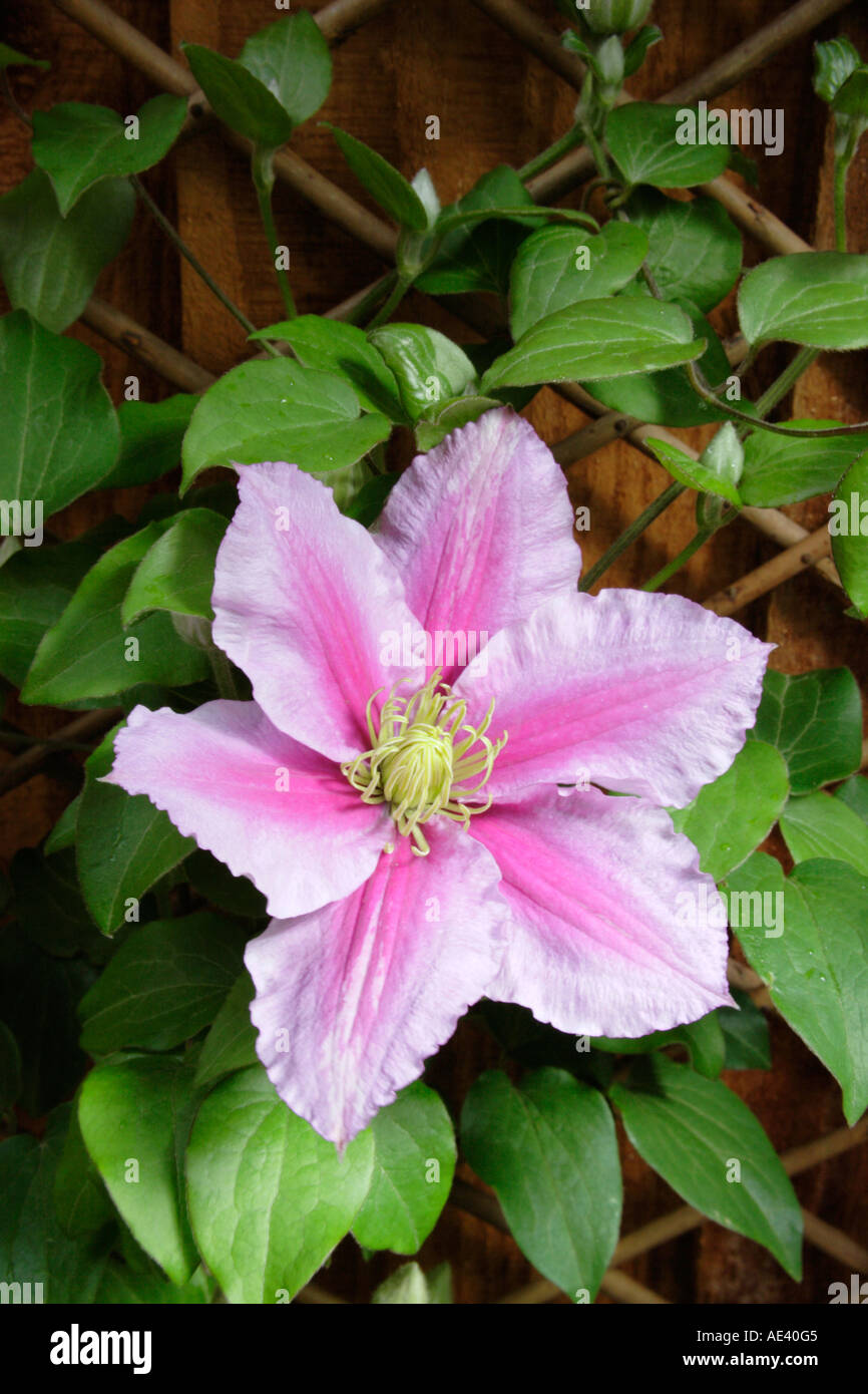 Clemitas fleur Banque D'Images
