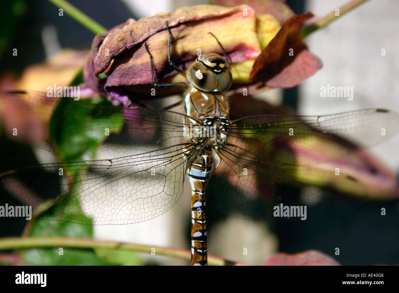 Une libellule sur une vieille Fleur de Passion. Banque D'Images