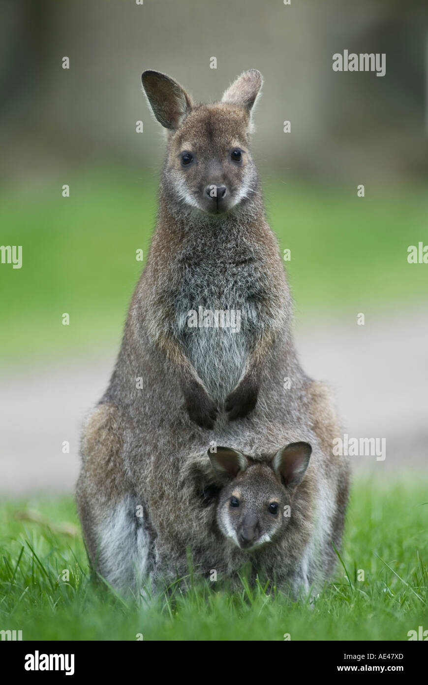 Le Wallaby avec Joey dans sa pochette Banque D'Images