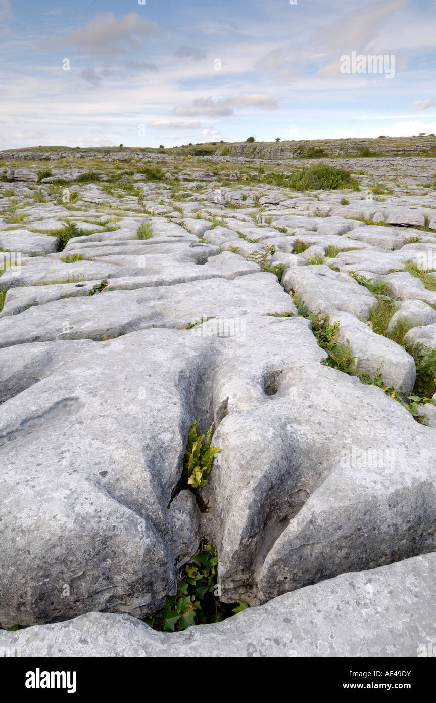 Lapiez, le Burren, comté de Clare, Munster, République d'Irlande, Europe Banque D'Images