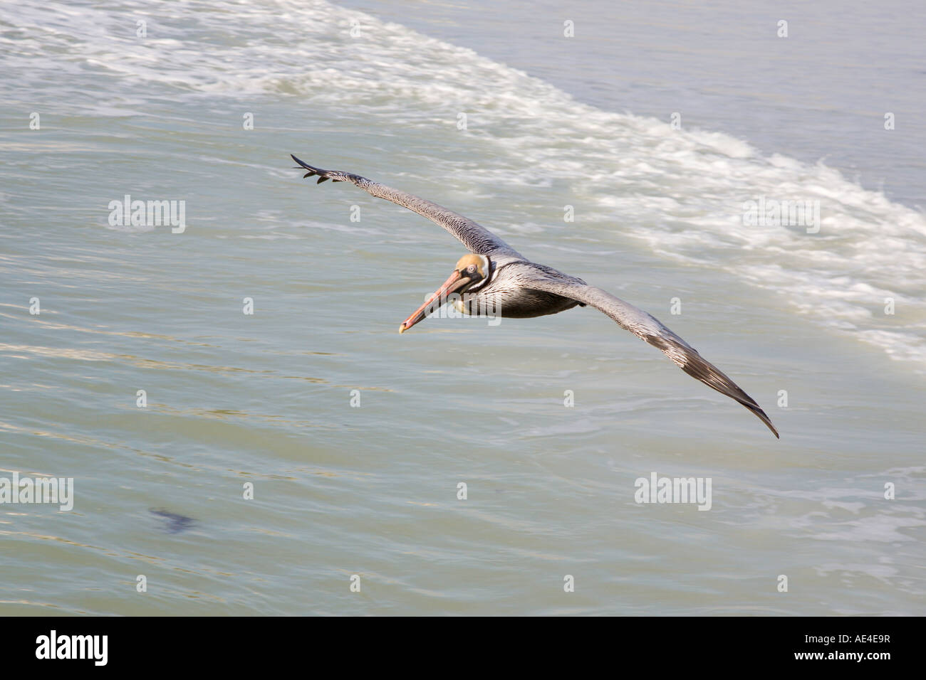 Pélican brun planeur au-dessus du golfe du Mexique, près de Saint Pete Beach, Floride Banque D'Images