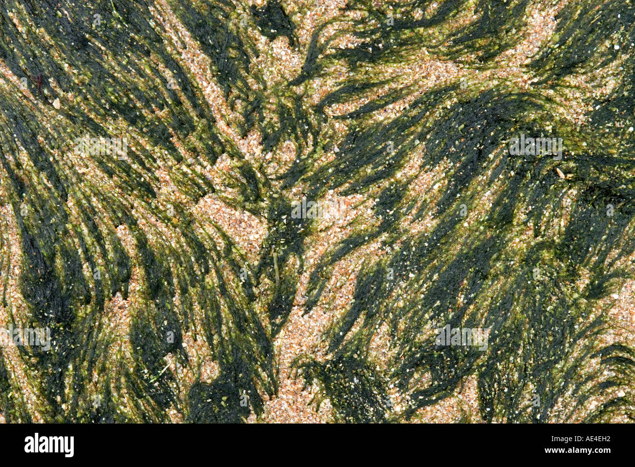 Résumé de sable et d'algues à marée basse Banque D'Images