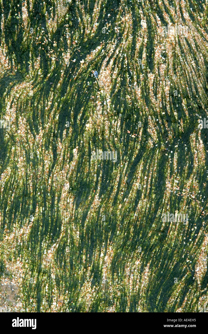 Résumé de sable et d'algues à marée basse Banque D'Images