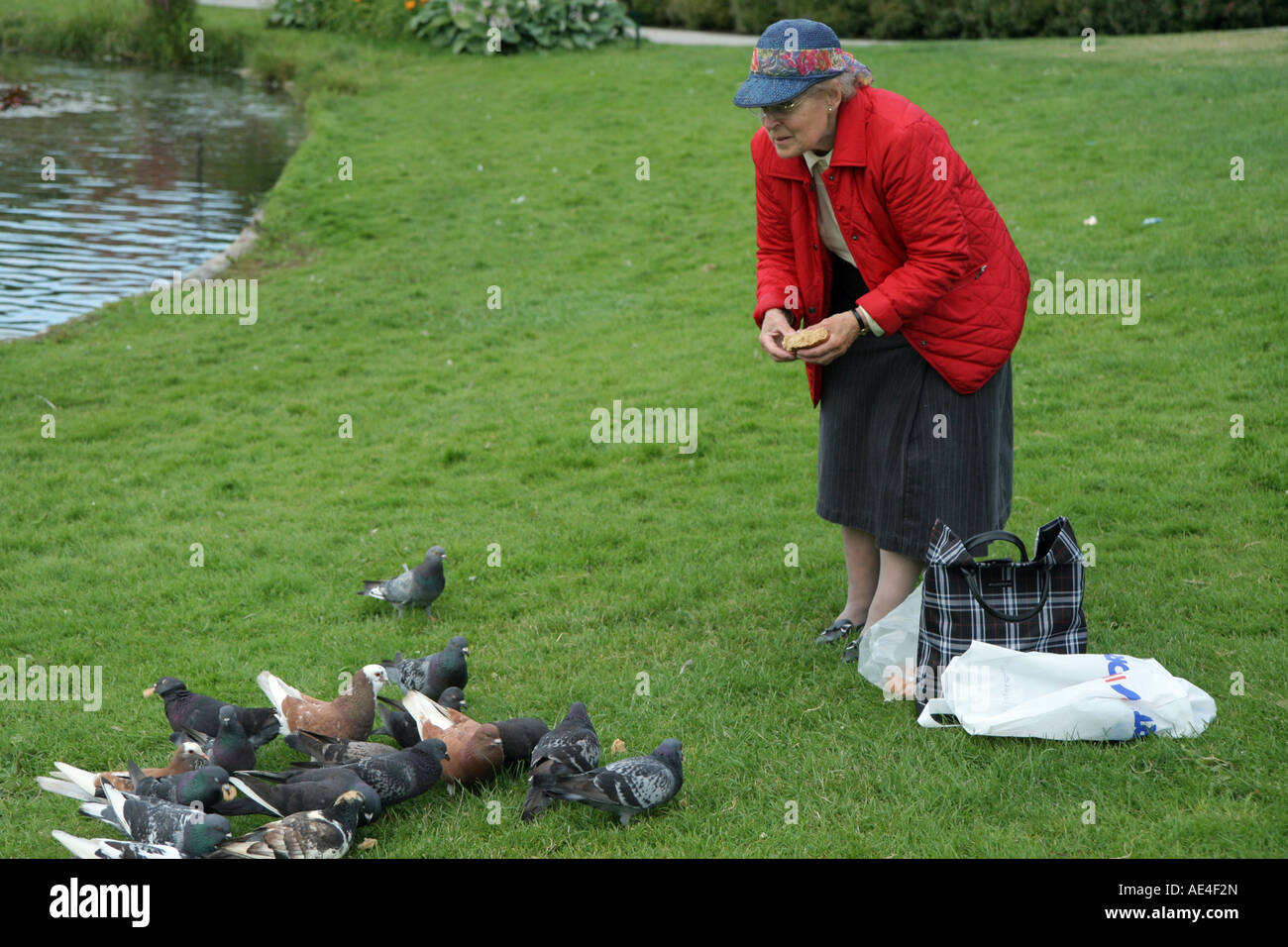 L'alimentation de la femme avec du pain d'oiseaux dans le parc Almedalen Gotland Visby en Suède Banque D'Images