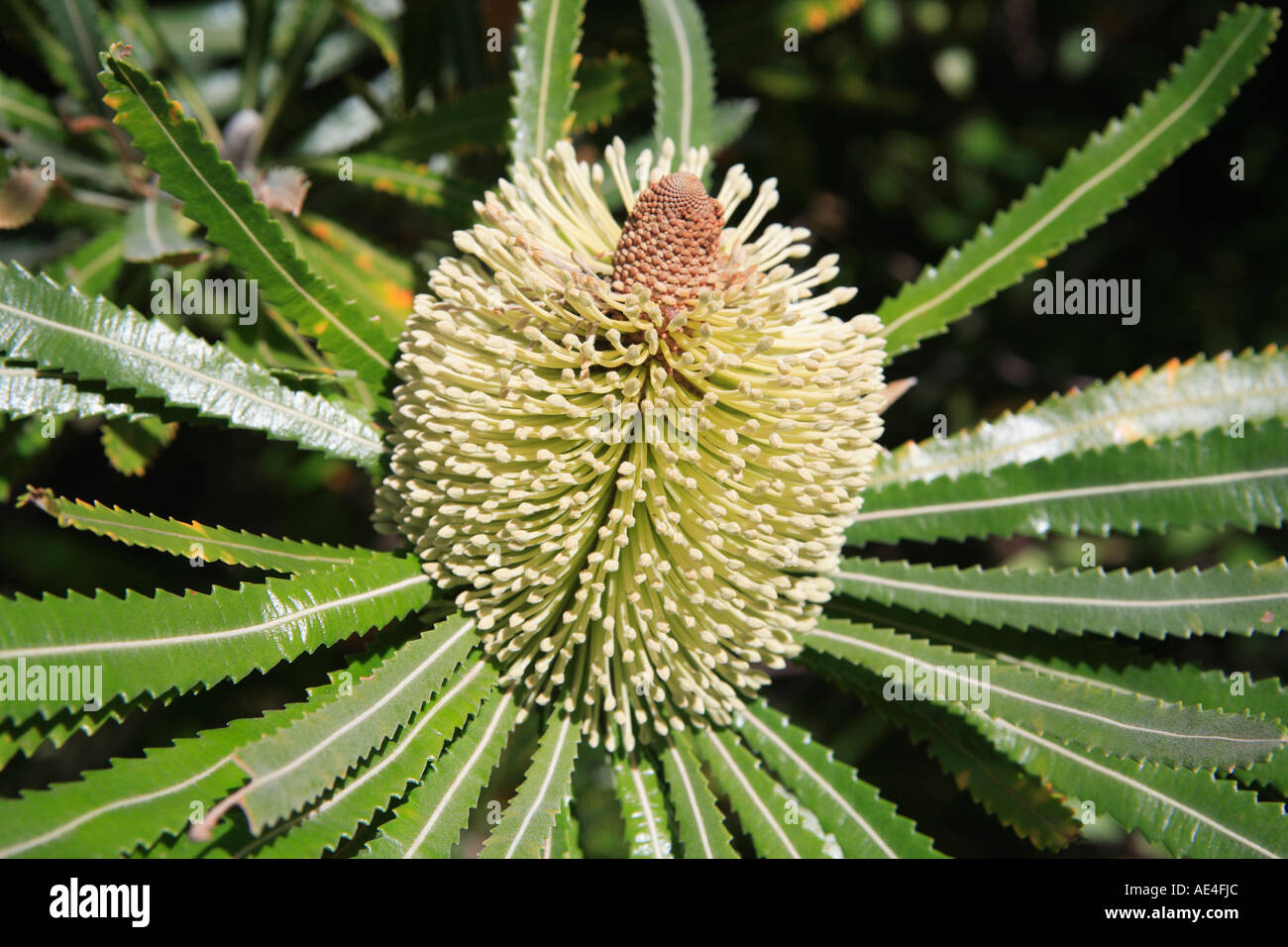 Banksia aemula, famille des PROTEACEAE, arbre cylindrique, de couleur crème, détail de fleurs, de l'Australie Banque D'Images