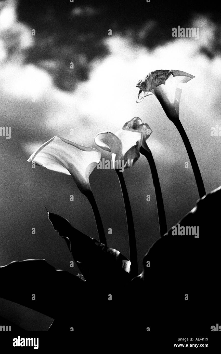 Le noir et blanc cala lillies Banque D'Images