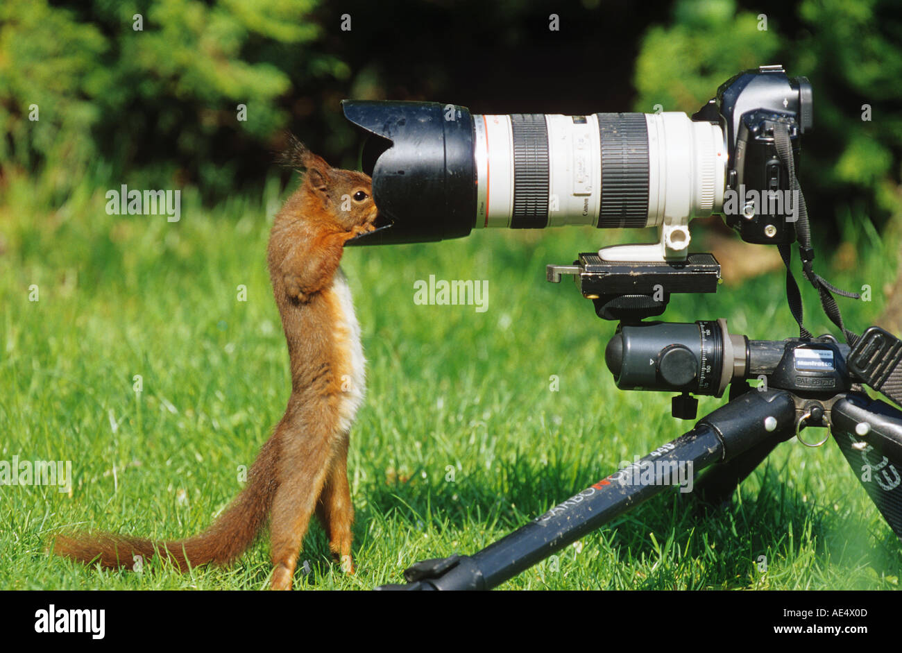 L'Écureuil roux à la caméra en / Sciurus vulgaris Banque D'Images