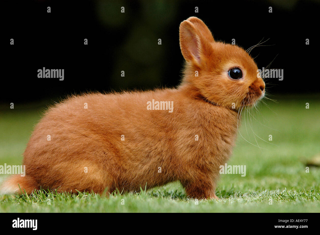 Jeune lapin nain on meadow Banque D'Images