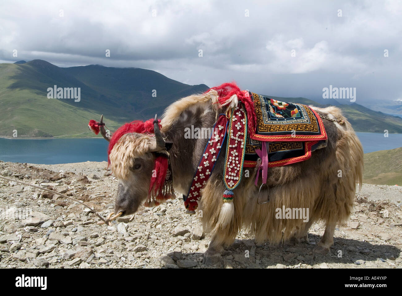 Yak décorée, Lac Turquoise, Tibet, Chine, Asie Banque D'Images