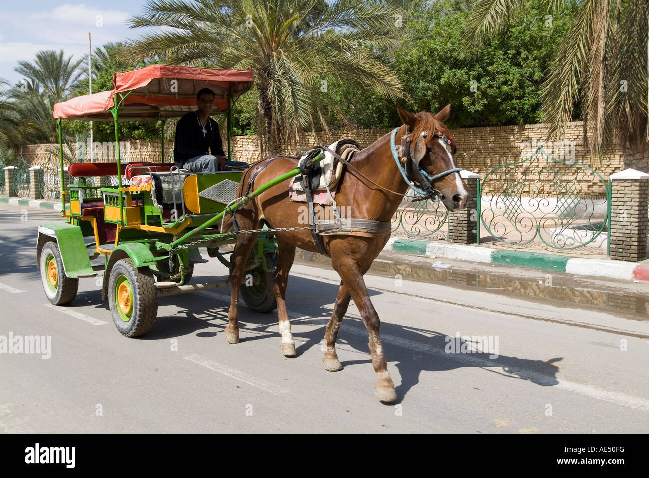 Horse and carriage, Tozeur, Tunisie, Afrique du Nord, Afrique Banque D'Images