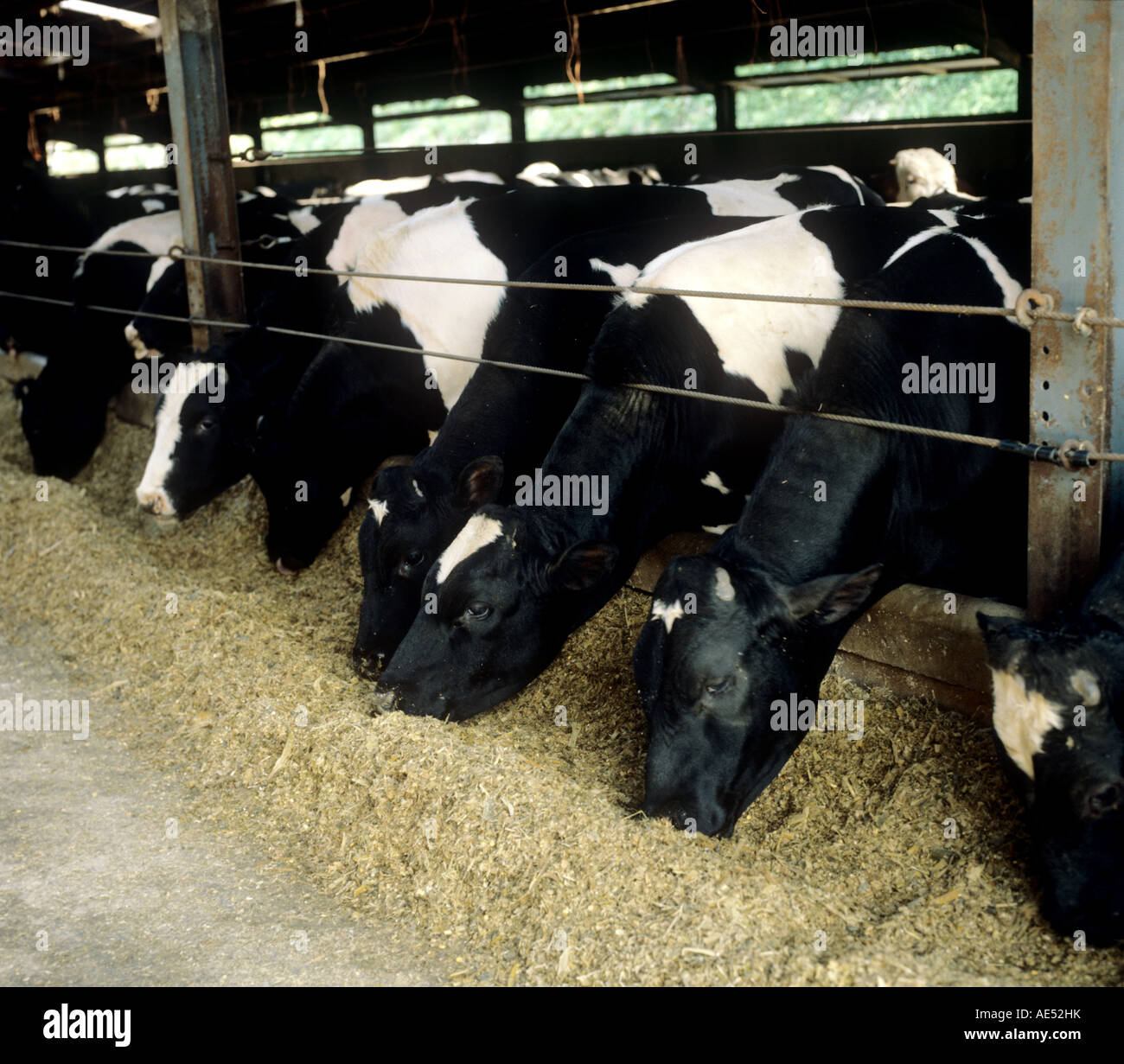 Les vaches laitières Holstein Friesian stalles en se nourrissant de maïs nourriture Banque D'Images