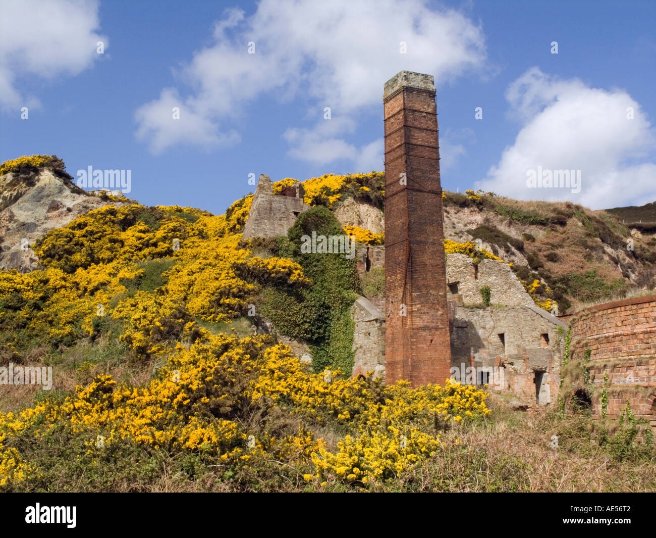 Vestiges des anciennes ruines Wen Porth briqueteries et cheminée avec l'ajonc jaune sur l'île d'Anglesey au nord du Pays de Galles Royaume-uni Grande-Bretagne Banque D'Images