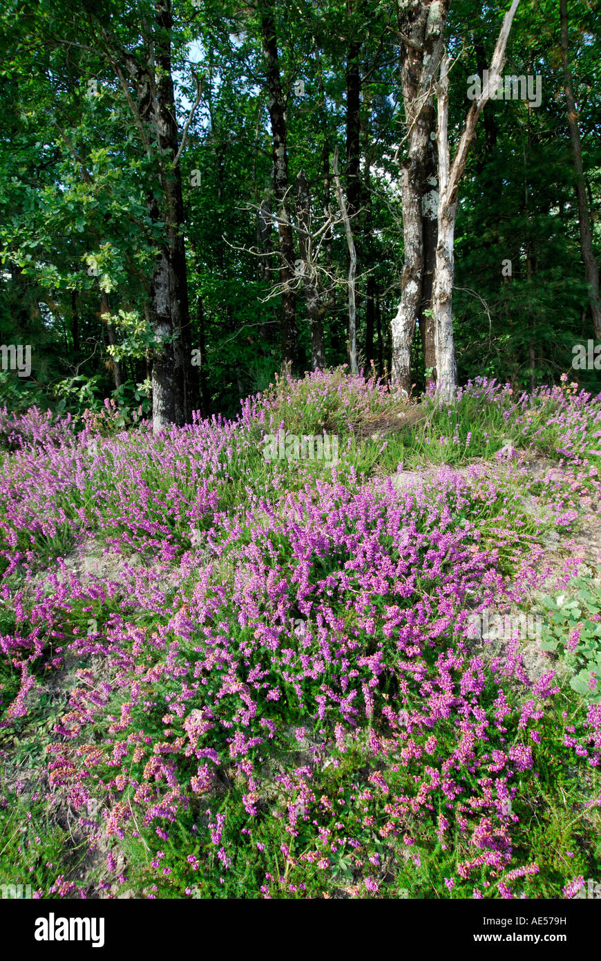 Purple Heather Bell, Erica, cinerera en fleur sur les bord, Sud Touraine, France. Banque D'Images