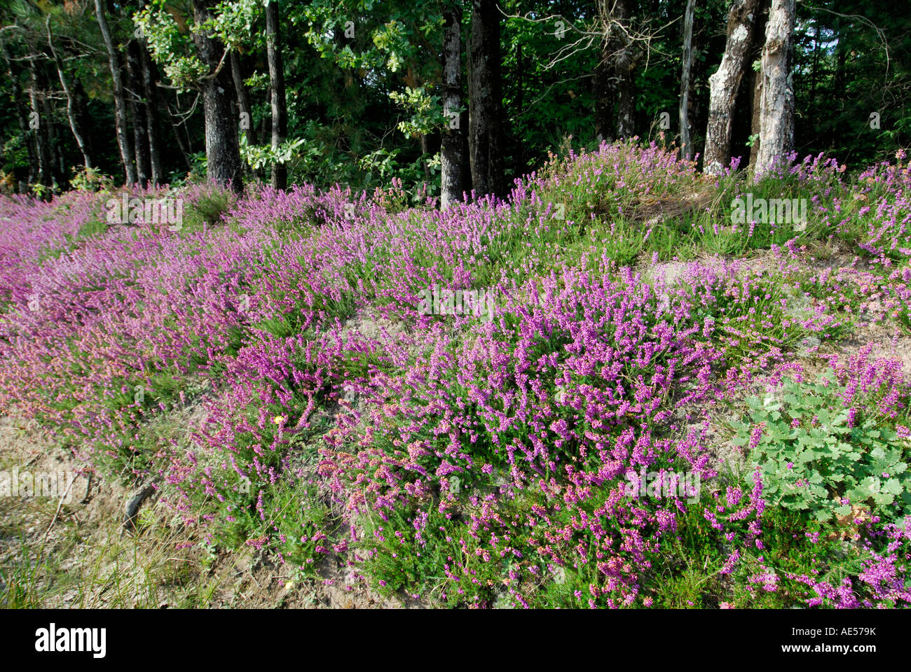 Purple Heather Bell, Erica, cinerera en fleur sur les bord, Sud Touraine, France. Banque D'Images