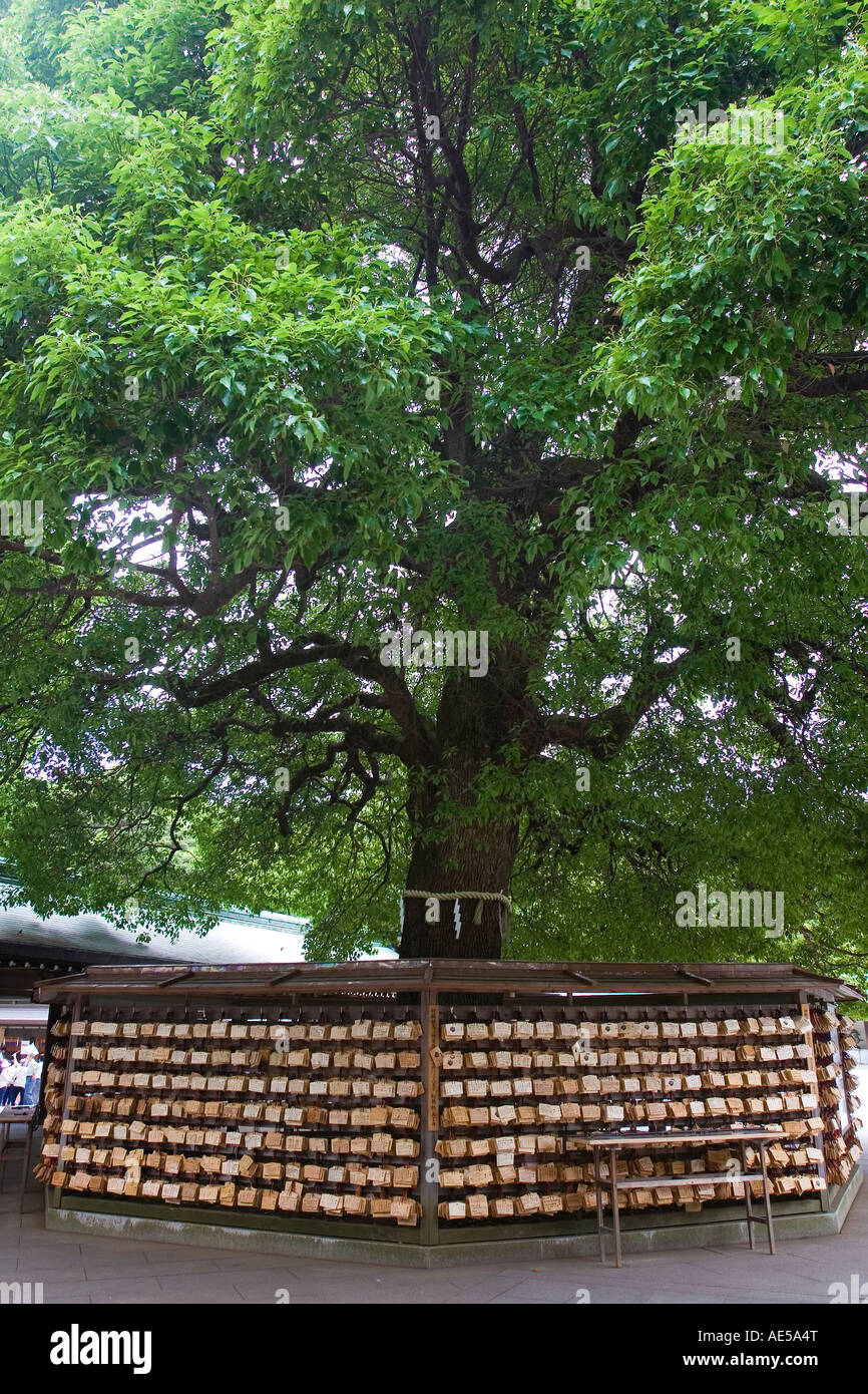 Rack avec des plaques votives en bois appelée ema entourant arbre géant à Meiji Jingu à Tokyo, Japon. Banque D'Images