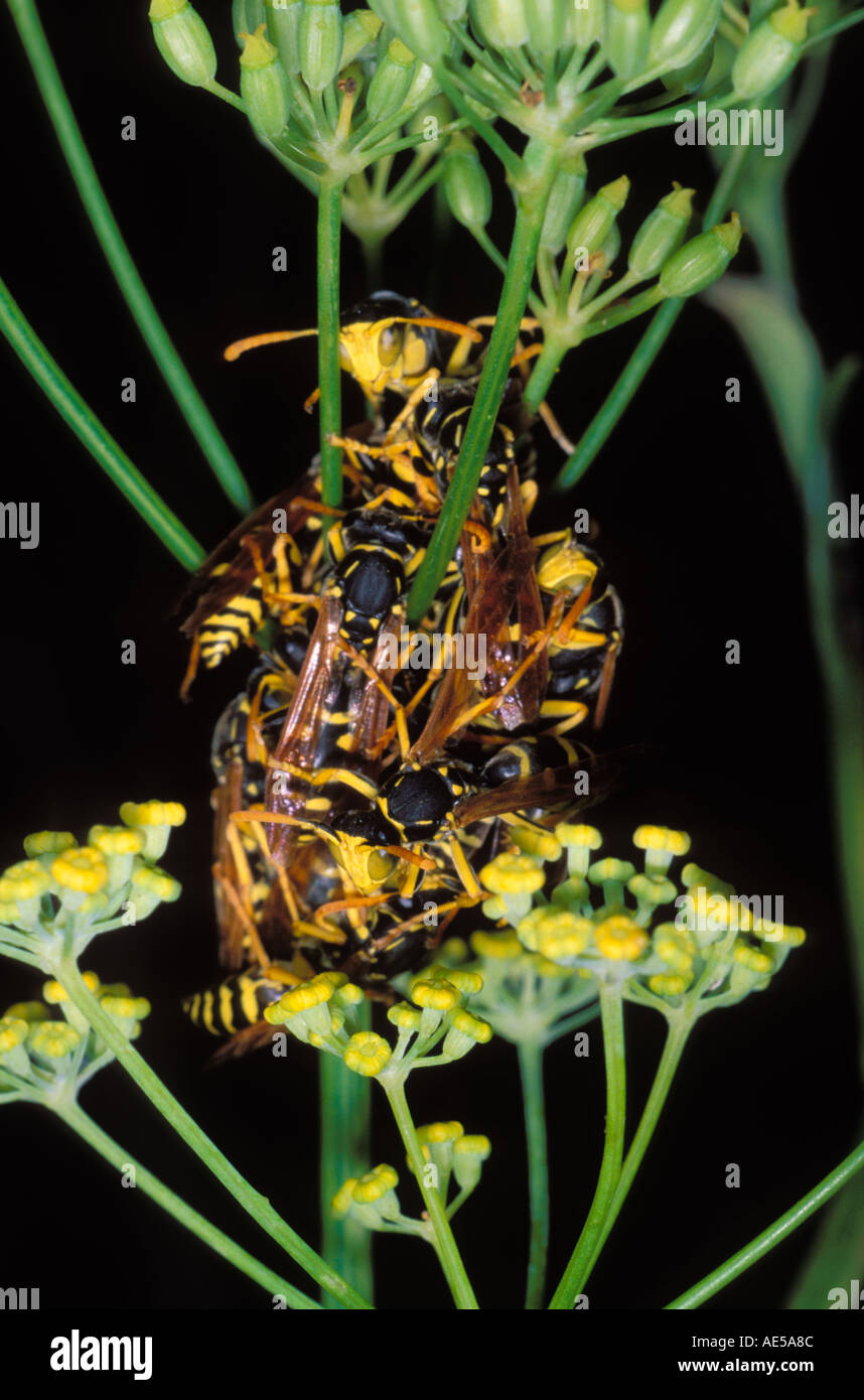 Les Guêpes Polistes gallicus, papier. Groupe sur plant Banque D'Images