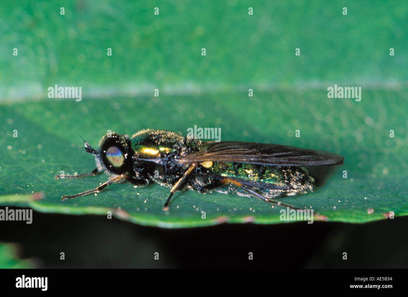 Soldat-fly, Chloromyia formosa. On leaf Banque D'Images