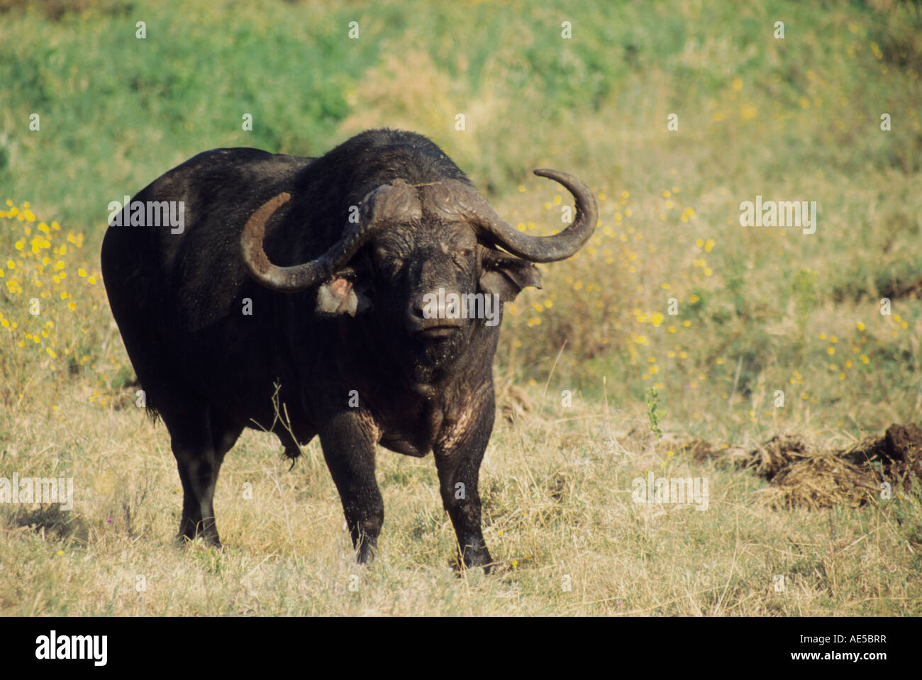 Un mâle de buffle (Syncerus caffer) dans la réserve du Masai Mara, Kenya. Banque D'Images