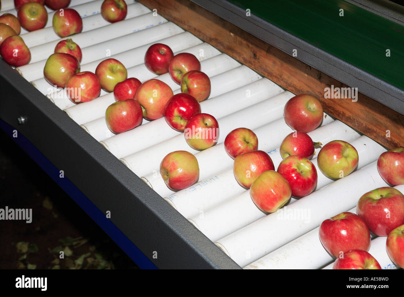 Les pommes fraîchement cueillies sur la courroie du convoyeur à rouleaux  sont inspectés manuellement pour la qualité avant l'entrée dans la machine  de tri automatique Photo Stock - Alamy