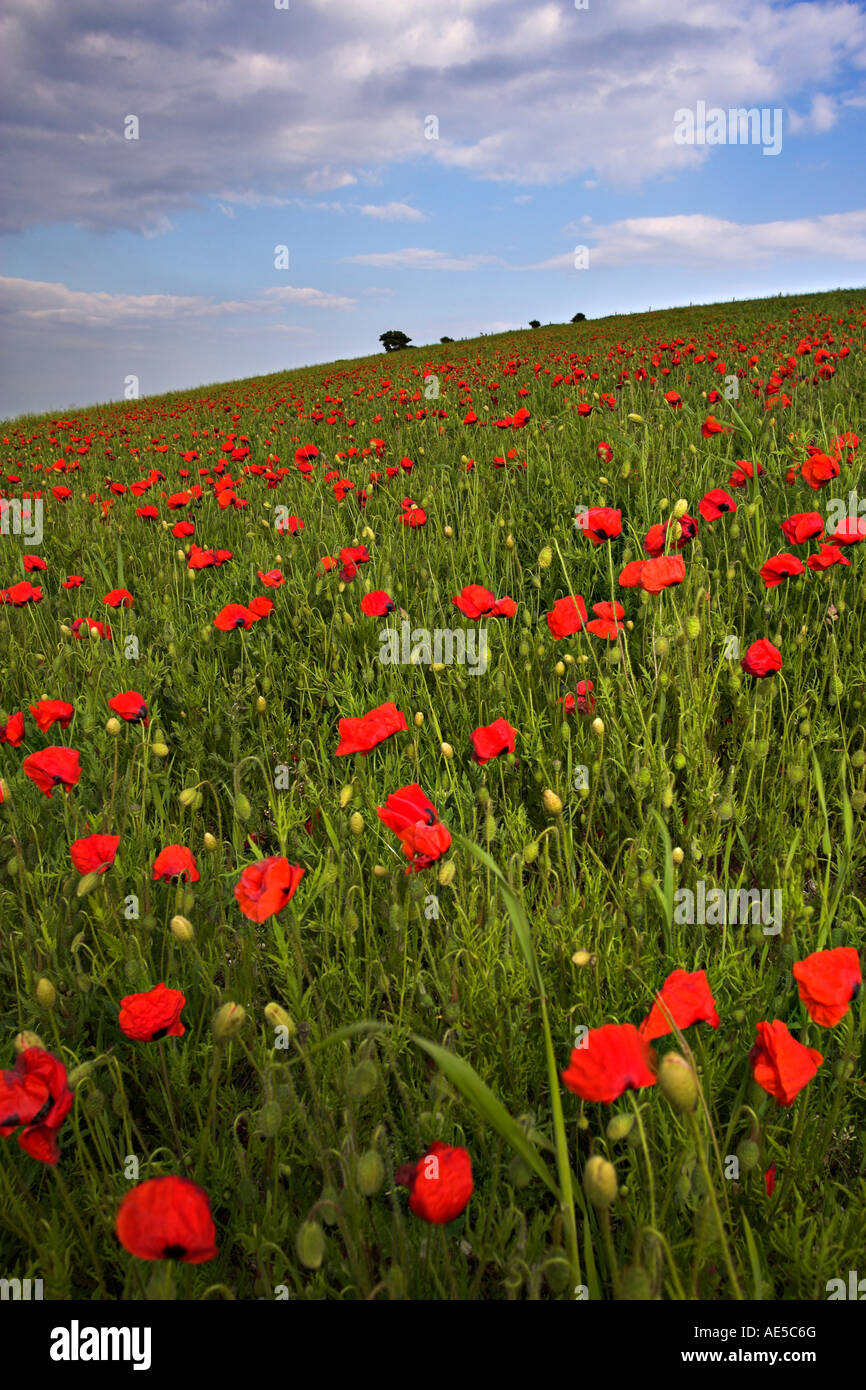 Coquelicots, Bas Bembridge, île de Wight Banque D'Images