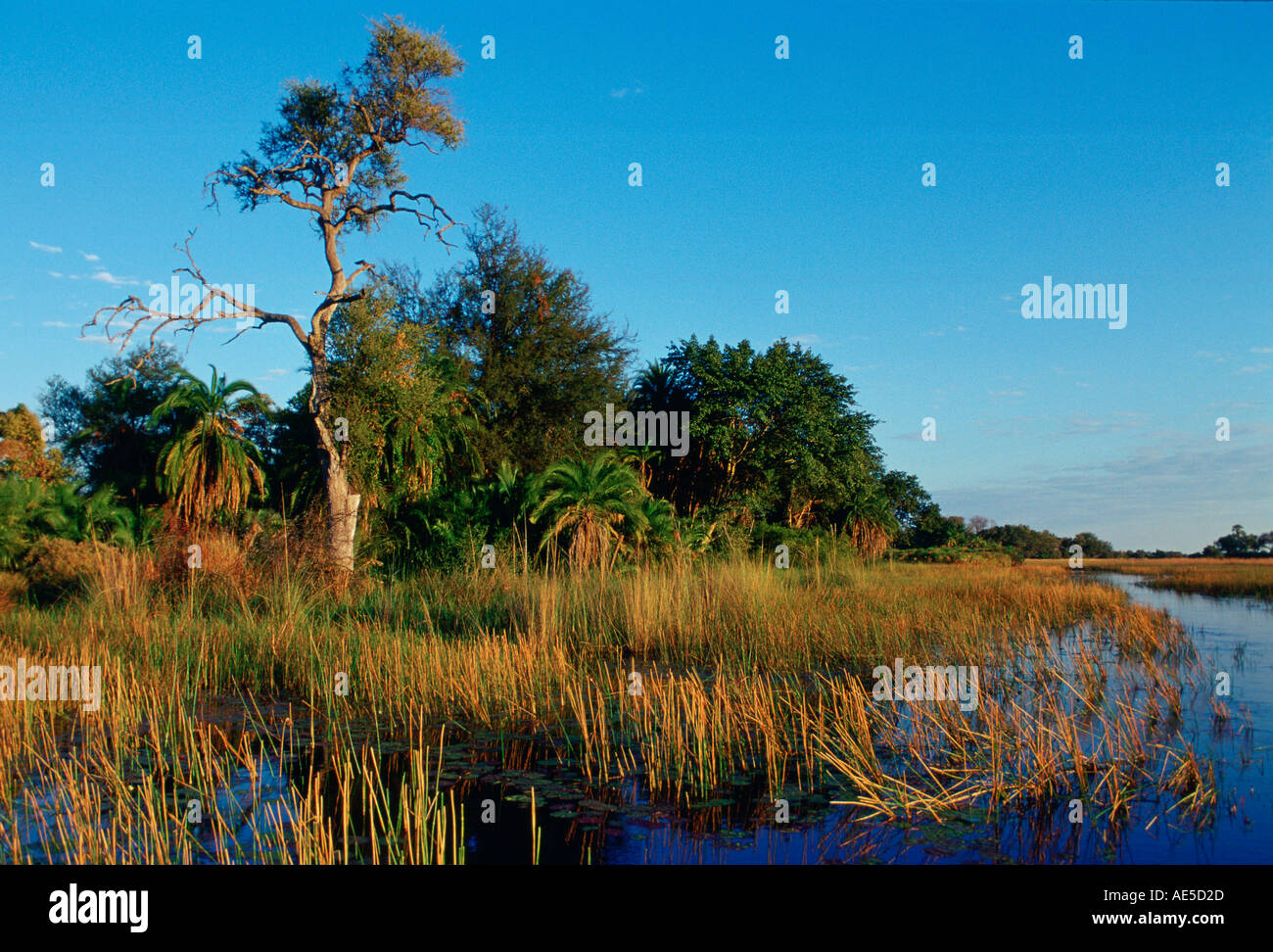 Roseaux qui grandissent sous le ciel de ceruléan dans le delta de l'Okavango au Botswana en Afrique Banque D'Images