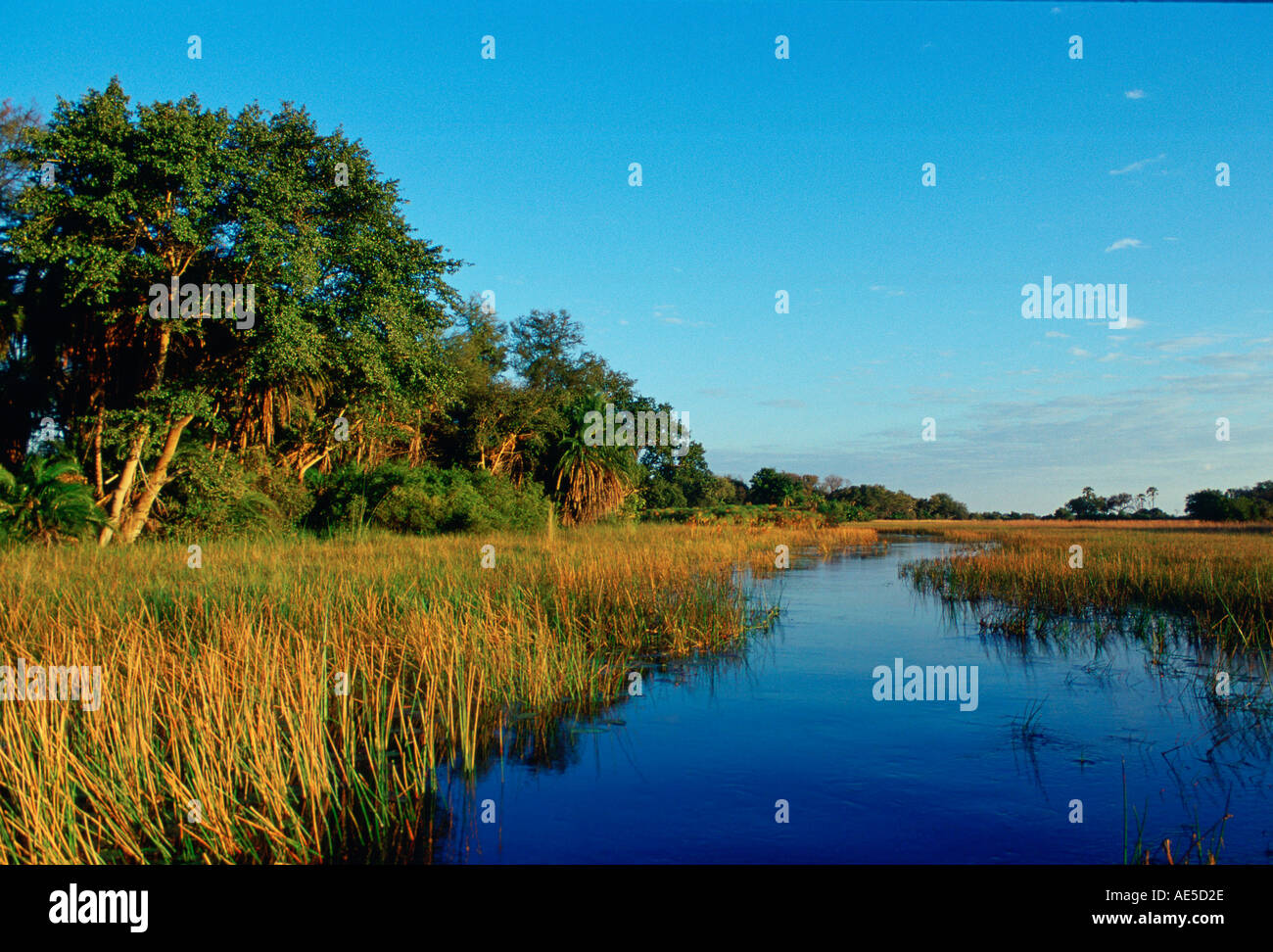 Roseaux qui poussent dans le delta de l'Okavango sous le ciel de ceruléan au Botswana en Afrique Banque D'Images