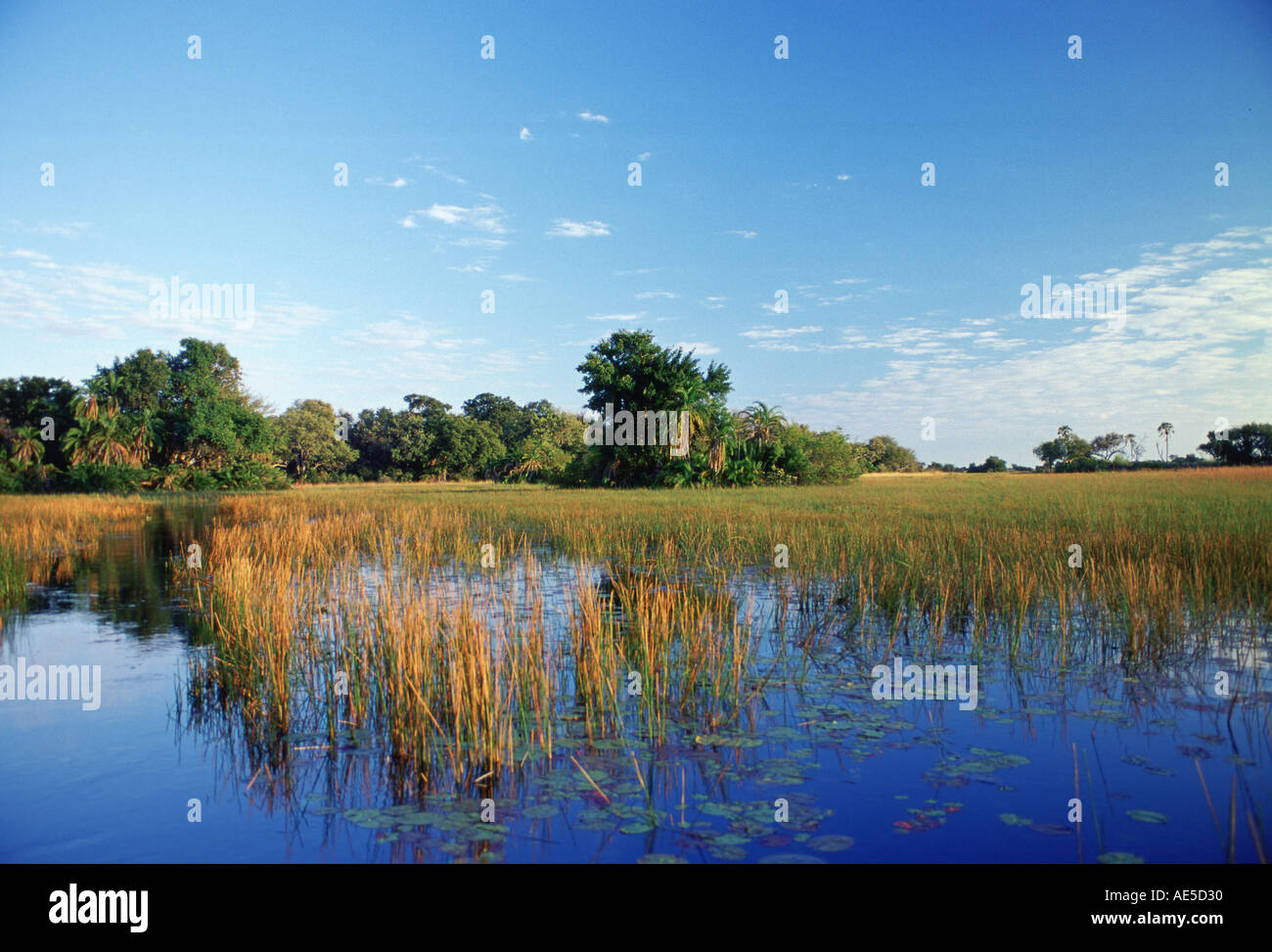 Le delta de l'Okavango et le ciel de ceruléan au Botswana en Afrique Banque D'Images