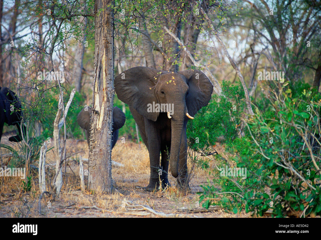 Mère l'éléphant et le veau en forêt dans le Parc National de Moremi Botswana Banque D'Images