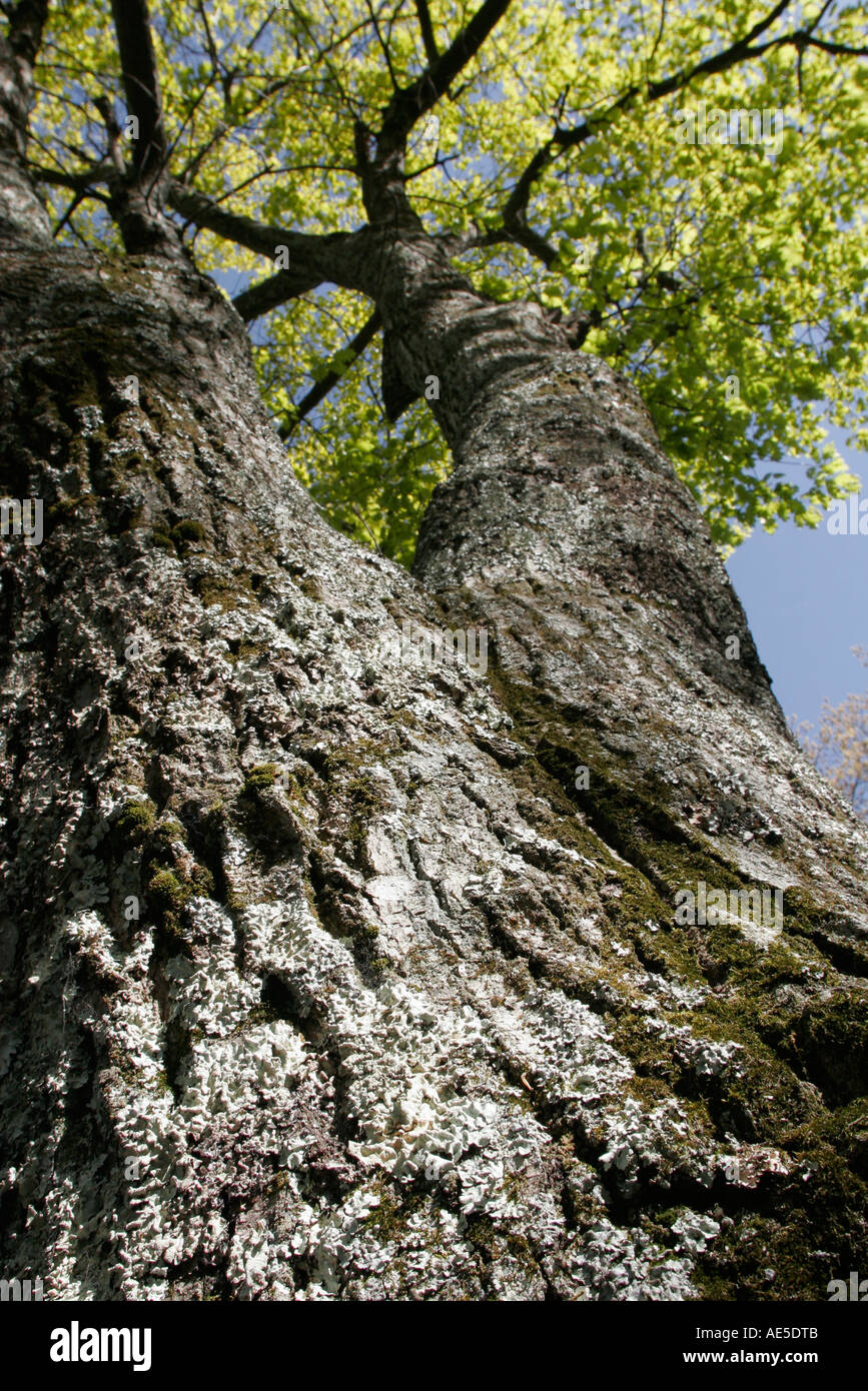 Shenandoah National Park Virginia,page County,Big Meadows Campground,arbres,mousses,lichen,visiteurs Voyage tourisme site touristique la Banque D'Images