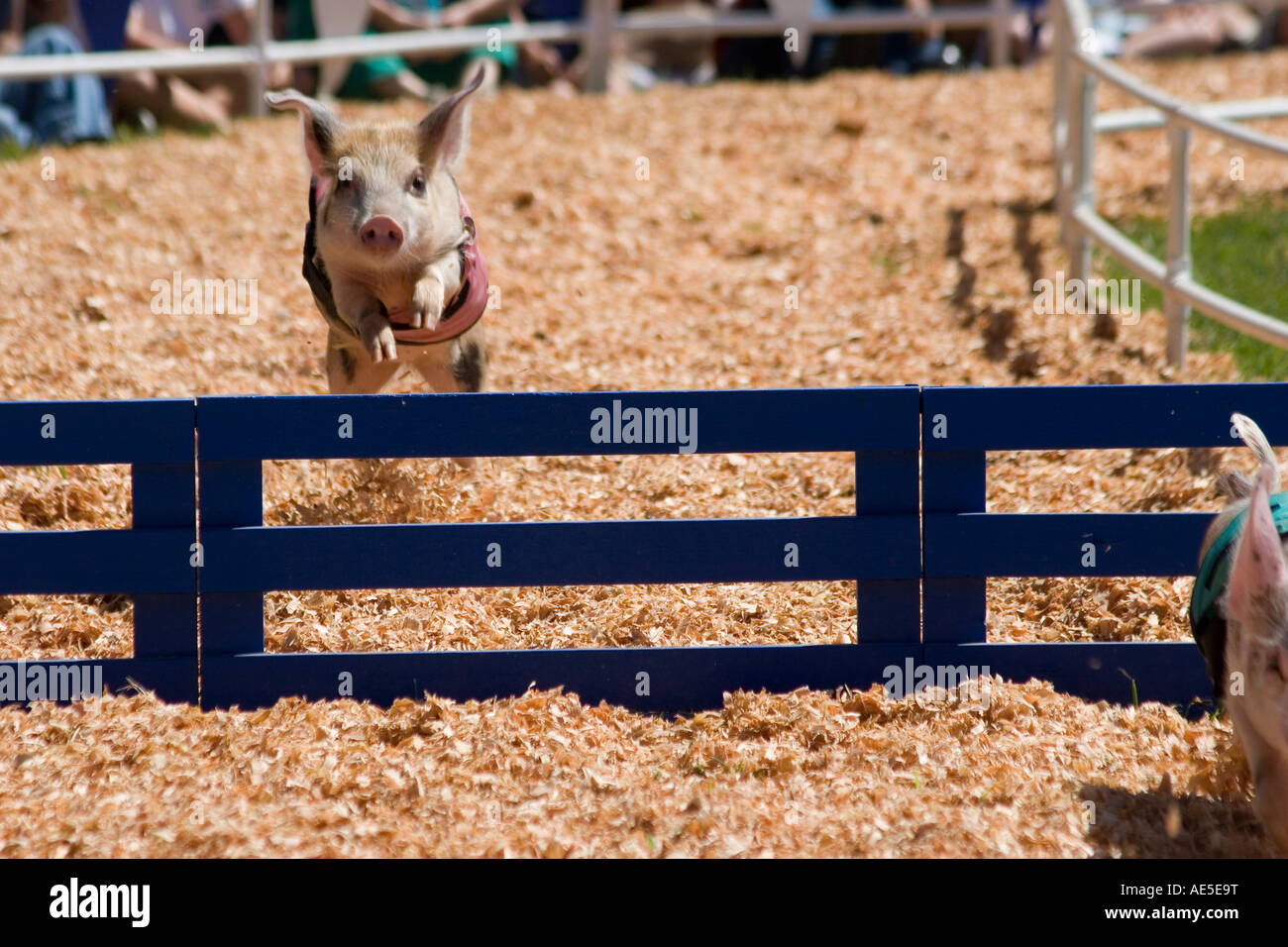 En deuxième lieu Spotted Pig un obstacle de saut dans une course de cochon concours à la foire du comté de Santa Cruz en Californie à Watsonville Banque D'Images