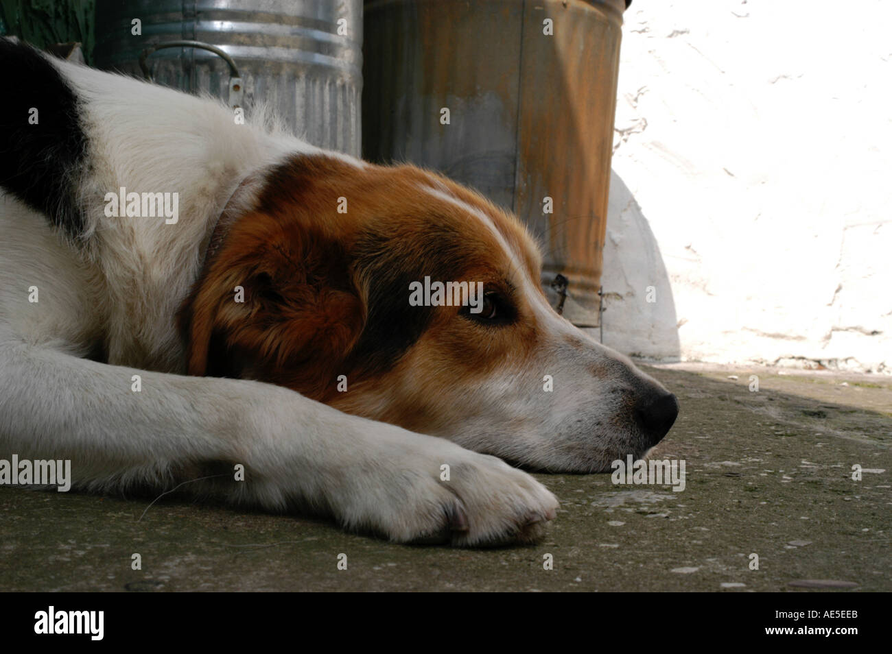 Chien dans cour avec bin en arrière-plan Banque D'Images