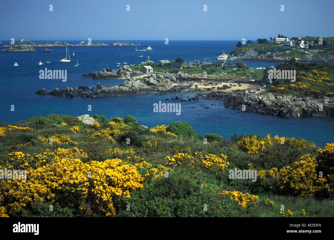 France Normandie Île Chausey Vue sur la floraison de Rocky Harbour, ajoncs Ulex europaeus Banque D'Images