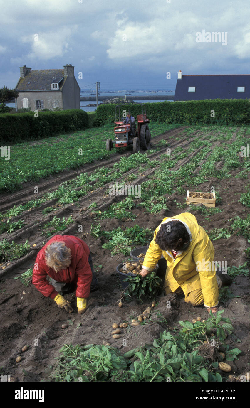 France, Bretagne, île de Batz, les agriculteurs choisir les pommes de terre après la récolte par le tracteur Banque D'Images