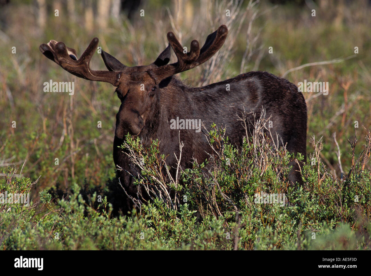 Bull l'Orignal Alces alces Back Country Road WYOMING Banque D'Images