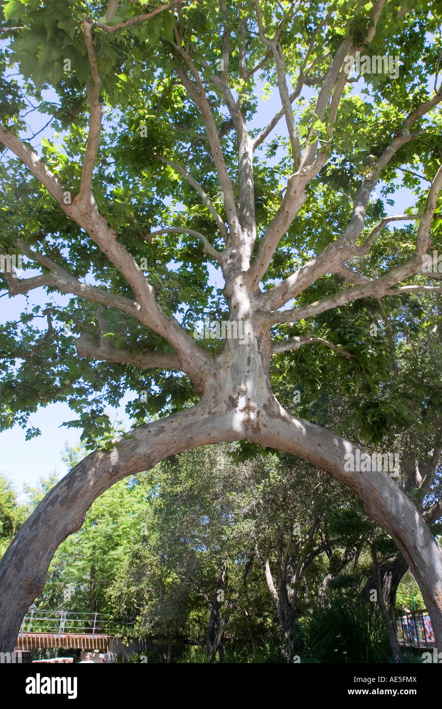 Deux sycomores transformé en un arbre avec un tronc d'archway Bonfante Gardens à Gilroy, en Californie Banque D'Images