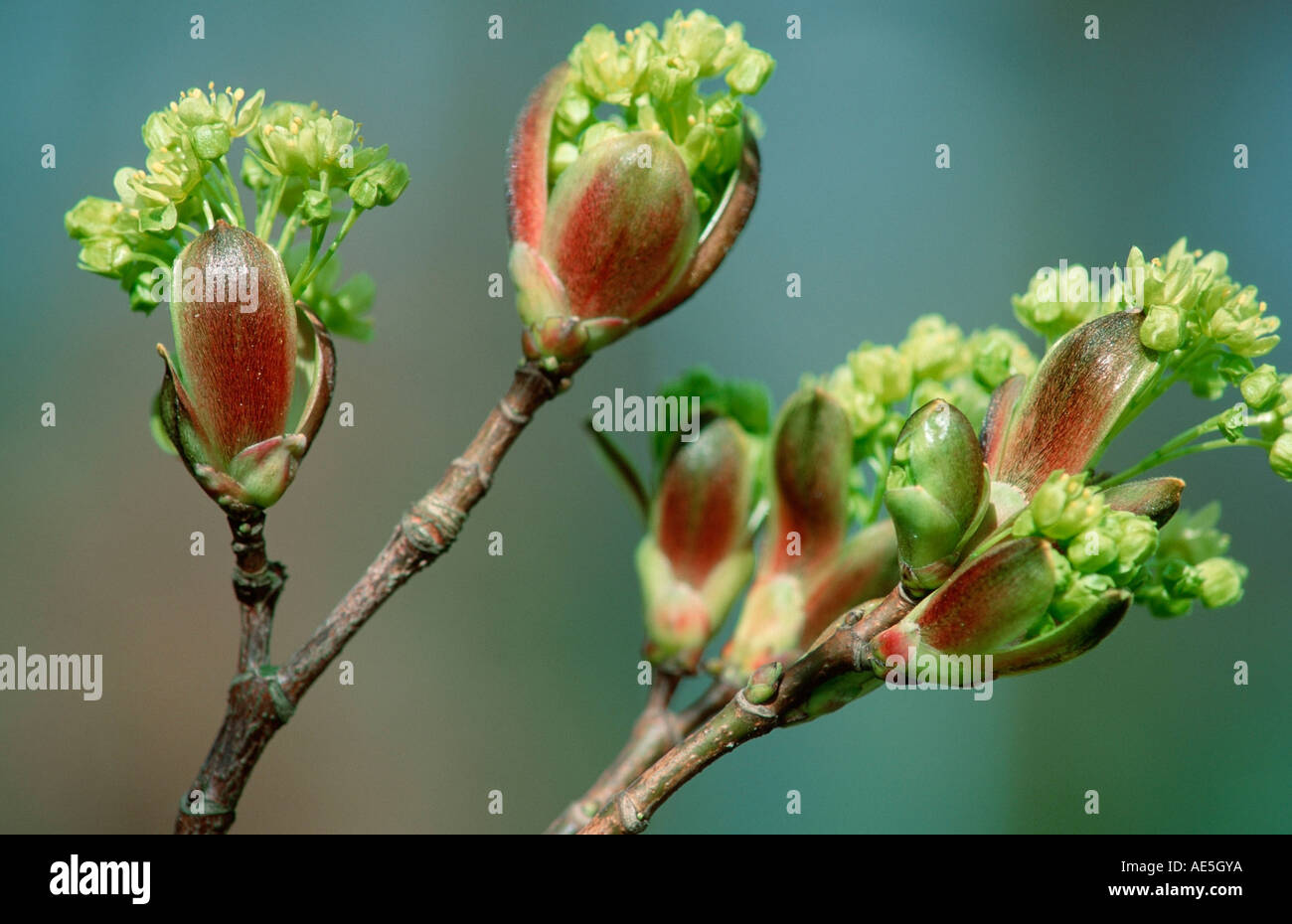 Fleurs de l'érable de Norvège (Acer platanoides) Banque D'Images