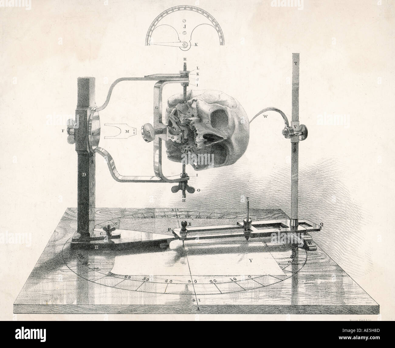 Craniometer la mi C19 Banque D'Images