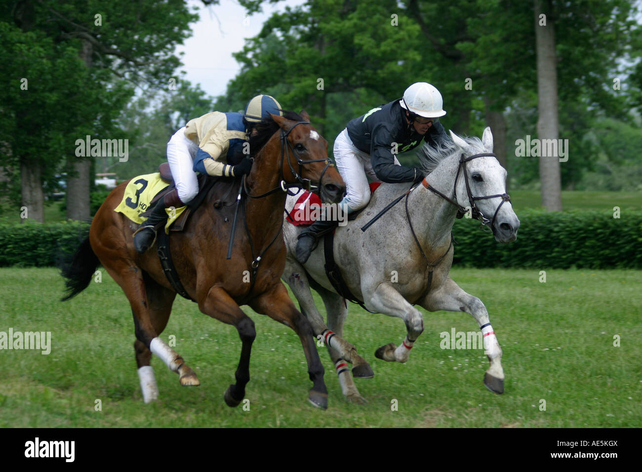 Brown et chevaux gris avec jockey course au coude à coude sur le gazon en piste course steeple Lexington Kentucky Banque D'Images