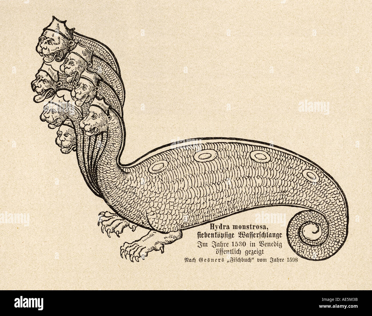 Serpent de mer Hydra Banque D'Images