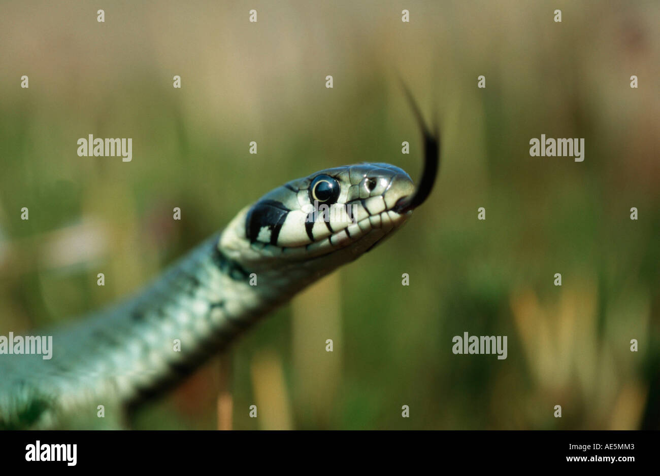 Couleuvre vipérine, Natrix natrix (Allemagne) Banque D'Images