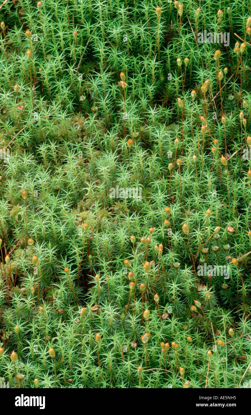 Moss, Nordrhein-Westfalen, Allemagne (Polytrichum commune) Banque D'Images