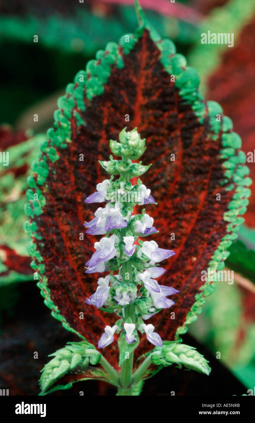 Ortie Coleus blumei (peint, Solenostemon scutellarioides) Banque D'Images