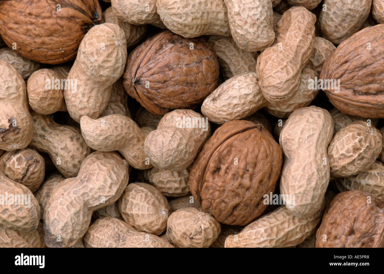 Arachides et noix Fruits (Arachis hypogaea), (Juglans regia) Banque D'Images