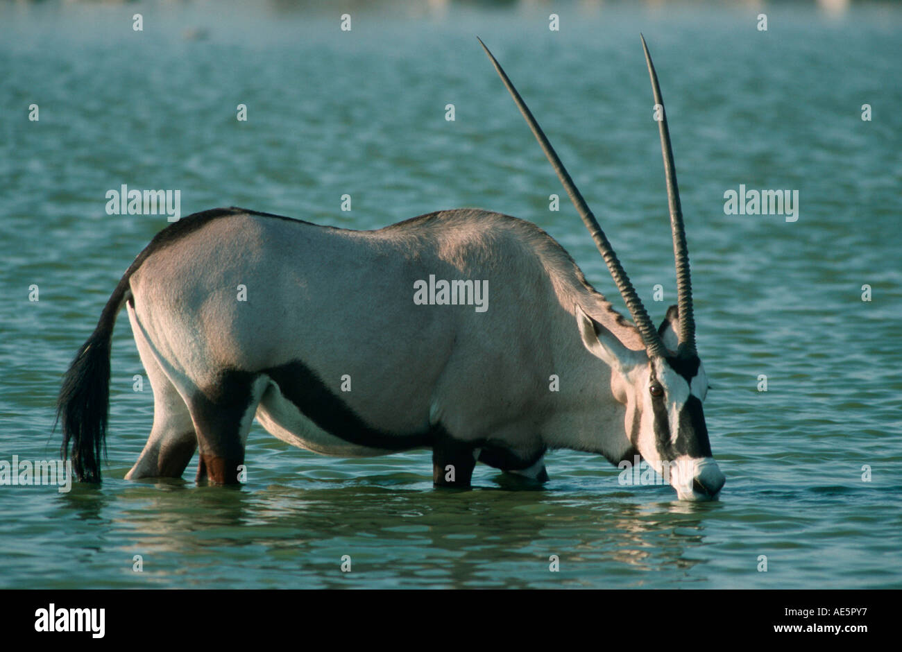 Gemsbok, Etosha National Park, Namibie (Oryx gazella) Banque D'Images