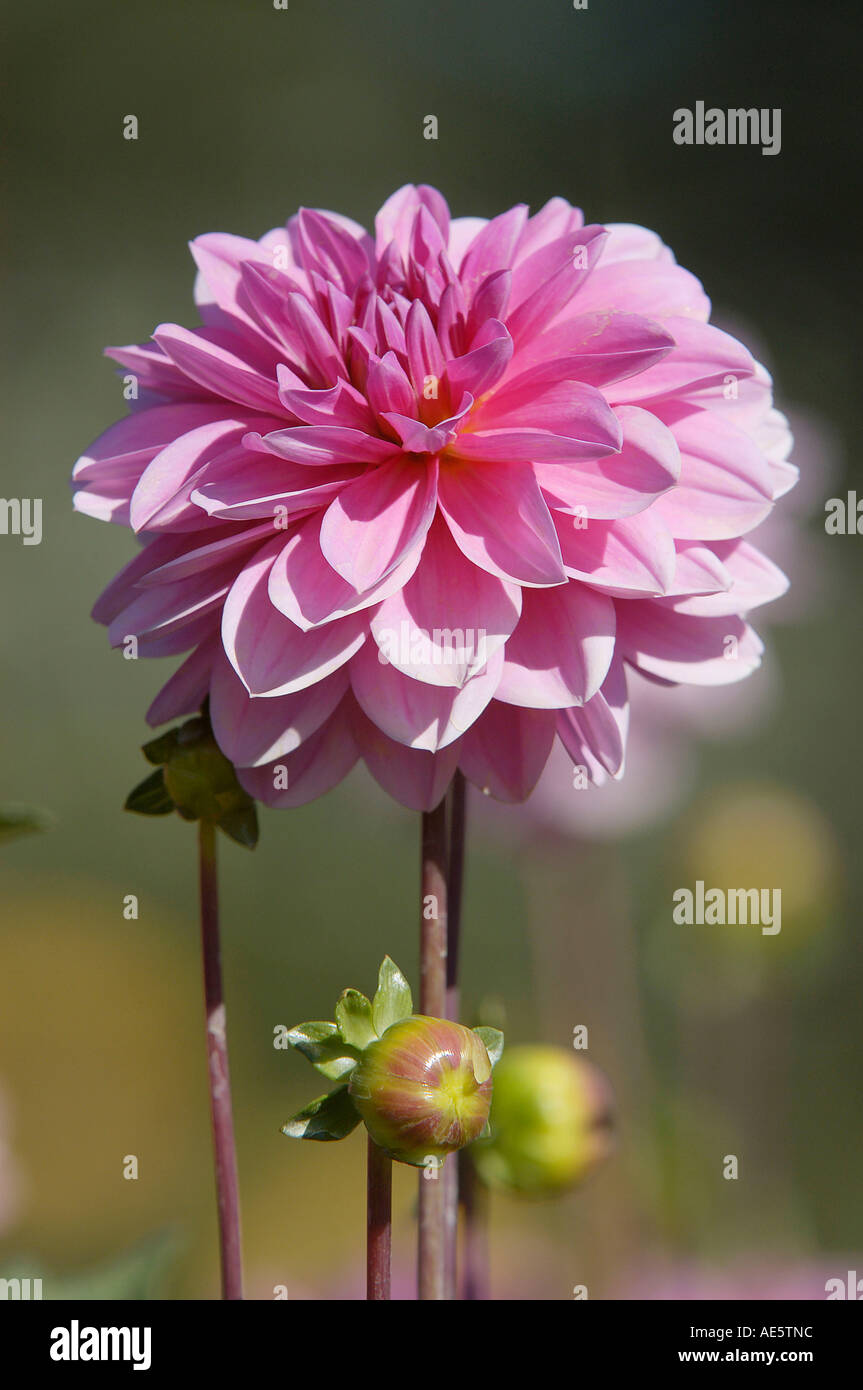 Le dahlia (Dahlia hybrida) Banque D'Images