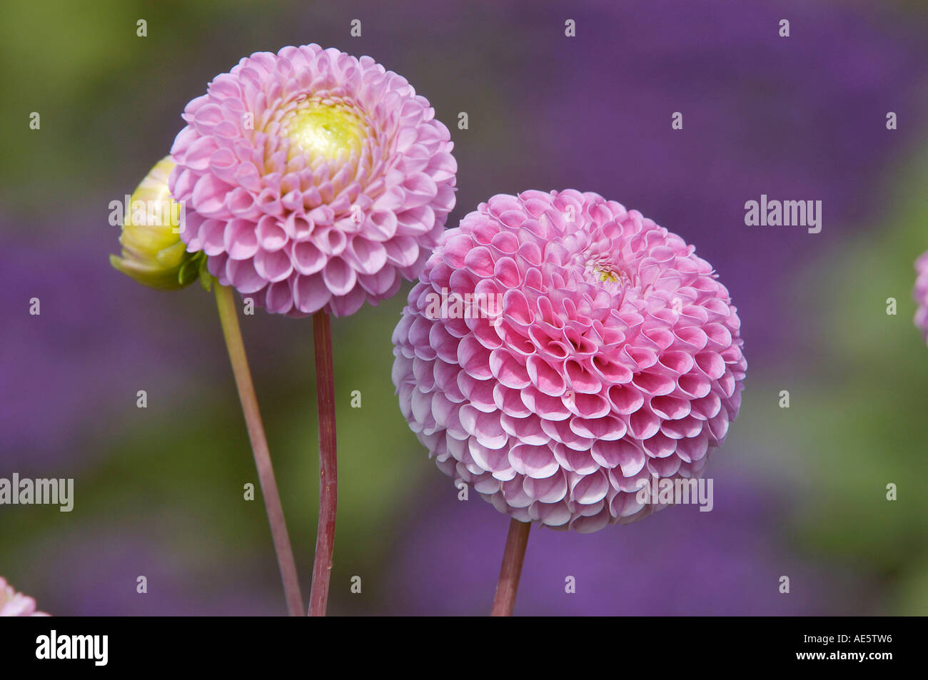 Le dahlia (Dahlia hybrida) Banque D'Images