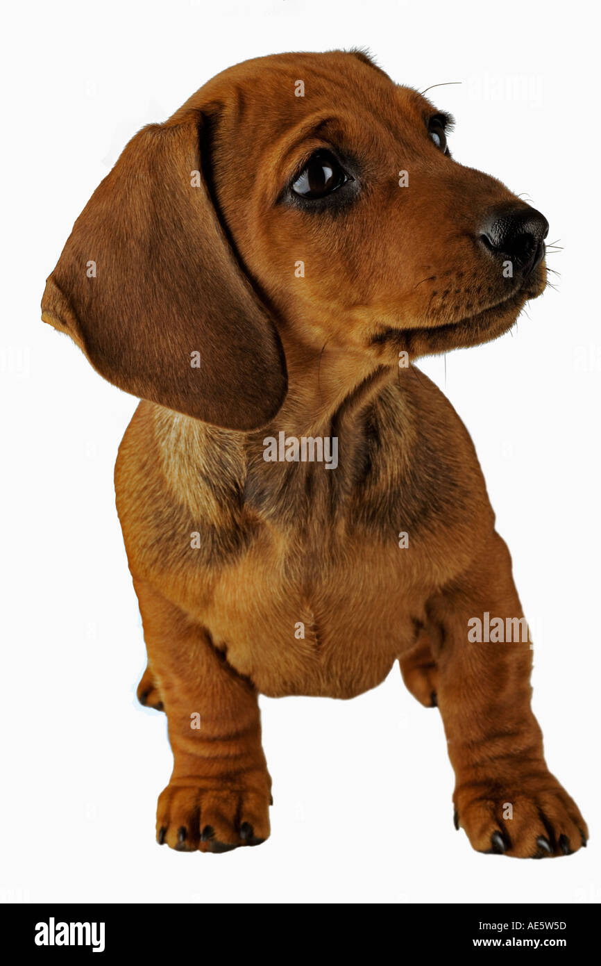 Teckel miniature chien domestique sur fond blanc chiot âgé de 10 semaine nommé Monty intellectuelle a annoncé Banque D'Images