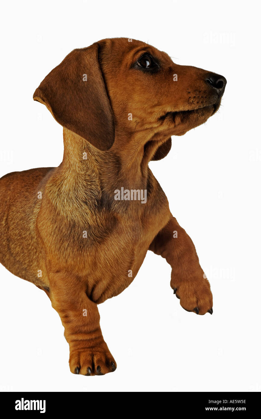 Teckel miniature chien domestique sur fond blanc chiot âgé de 10 semaine nommé Monty intellectuelle a annoncé Banque D'Images