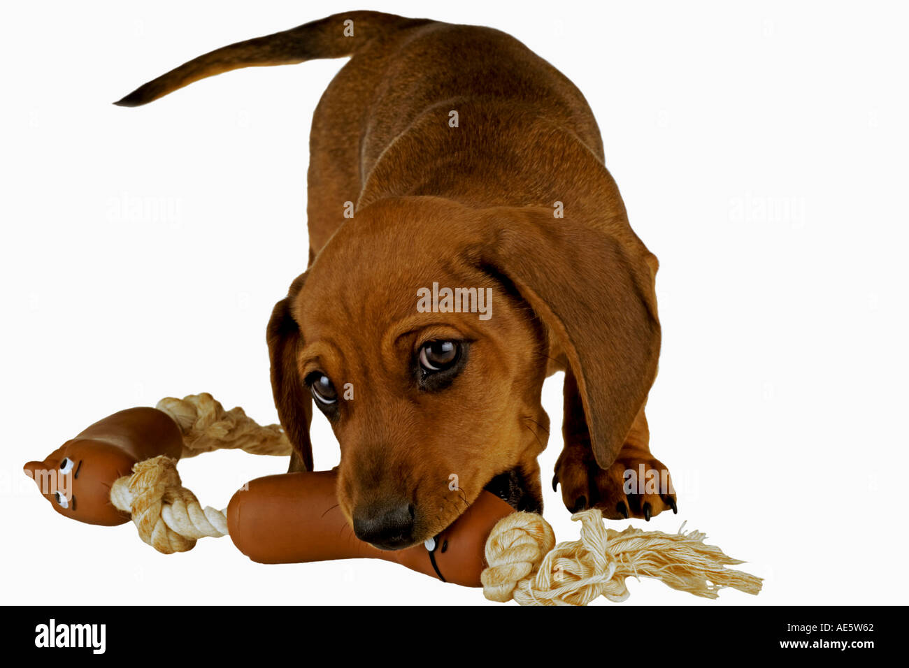 Teckel miniature chien domestique sur fond blanc chiot âgé de 10 semaine nommé Monty intellectuelle a annoncé Banque D'Images